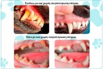 Pupex Dental & Oral Support 